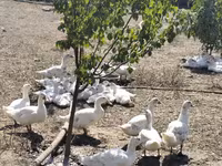 Ducks — عکس 2