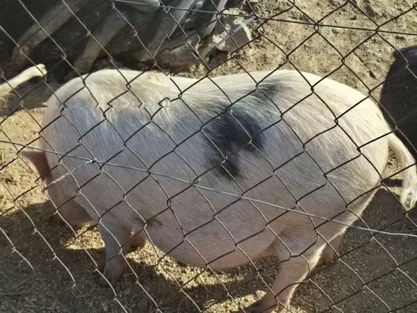 母猪, 