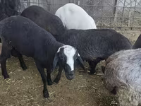 Baran, Owce — zdjęcie 1