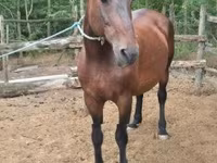 ሴት ፈረስ, Hungarian horse breed — ፎቶ 2