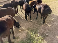 قوچ, Hissar sheep — عکس 2