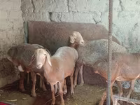 Ovce, Afghan Arabi sheep — foto 1
