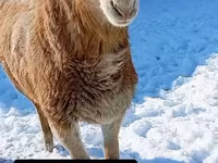 مینڈھا, Arashan sheep — تصویر 2