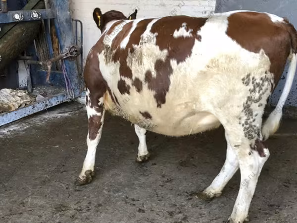 Ko, Holstein-race