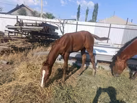 Էգ ձի, Thoroughbred horse — լուսանկար 3
