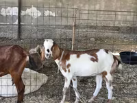 Koza, Nubian Goat — foto 7