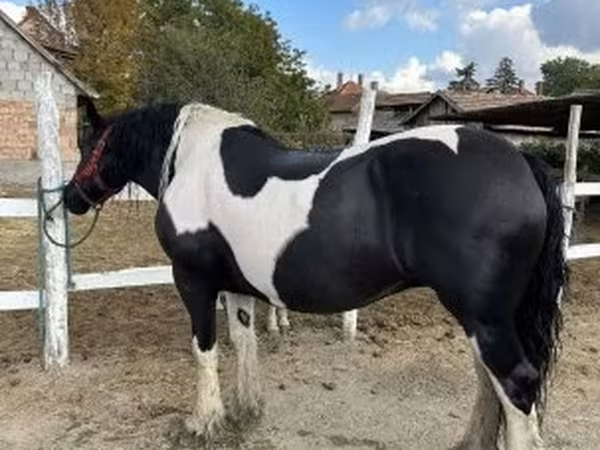 Klisna, Gypsy horse