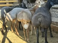 Montone, Rhon sheep — foto 4