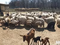 公羊, Sheep — 照片 3
