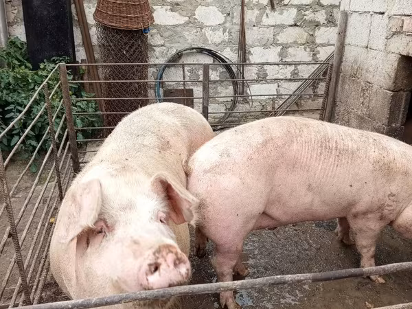سؤر, Крупная белая