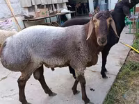 Ram, Schapen — foto 2