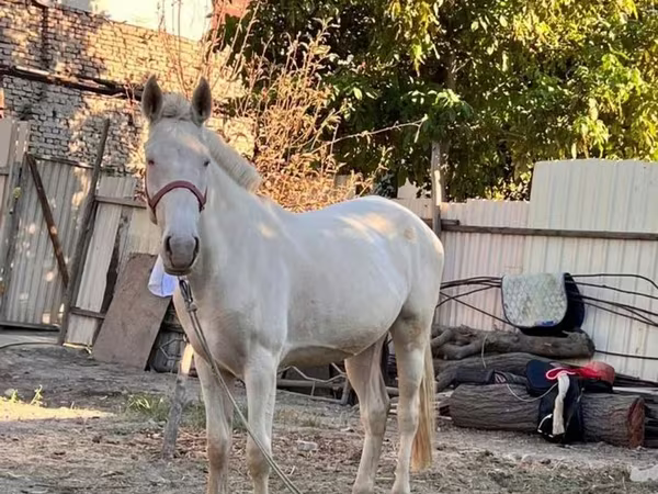 Iapă, Akhal-Teke