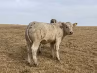 ወንድ በሬ, Charolais cattle — ፎቶ 1