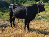วัวตัวผู้, Swiss cattle — รูปภาพ 4