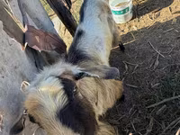 Kozioł, Kozy — zdjęcie 2