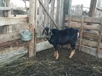 ვერძი, Romanov sheep — ფოტო 6