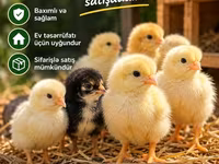 Chickens — ፎቶ 1
