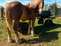 Kuda jantan, Horses — foto 1