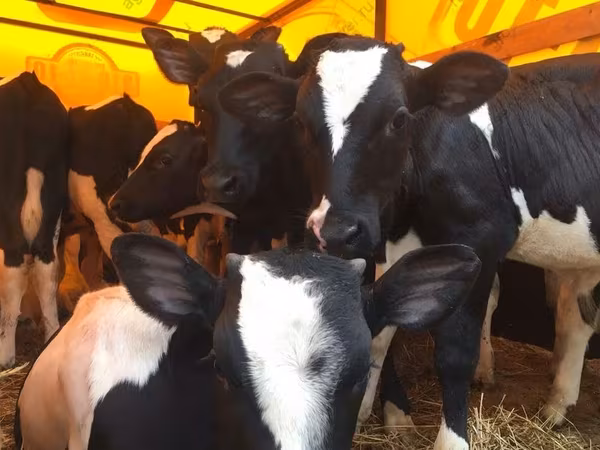 Bull, Russian Black pied cattle — Russia