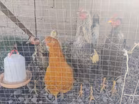 Chickens — fotografija 2