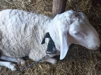 Kambing jantan, Awassi sheep — foto 2