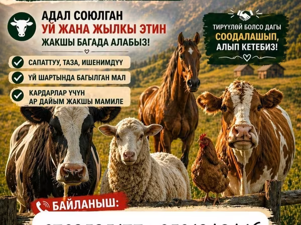 Халяльное мясо говядины и конины. - Направление: колбасное/мясное. -