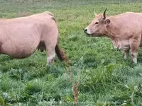 Krava, Aubrac cattle — foto 2