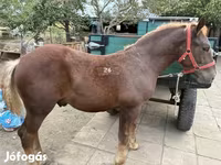 Kuda jantan, Hungarian horse breed — foto 1