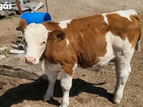 Lembu jantan, Simmental cattle