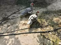 Ducks — foto 3