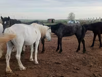 Faras dhaddig, Horses — sawirka 2