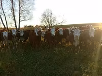 Cow, Holstein breed — photo 8