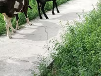 مینڈھا, بھیڑیں — تصویر 3