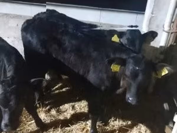 ወንድ በሬ, Limousin cow
