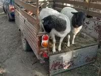 Oaie, Dorper sheep — foto 2