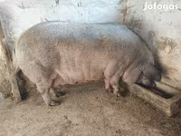 Scrofa, Мангалица — foto 8