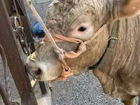 Býk, Charolais cattle — foto 6