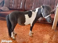 اسب نر, Falabella — عکس 2