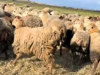 میش, گوسفند — عکس 8