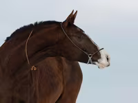 Кобила, Akhal-Teke — фото 3