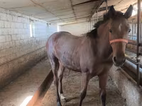Klisna, Thoroughbred horse — foto 4