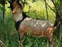 Kambing jantan, Nubian Goat — foto 2
