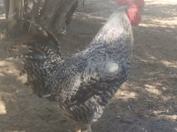 Gallina eslovena barrada