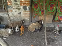 Ovce, Romanov sheep — foto 2