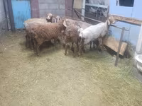 แกะตัวเมีย, Arashan sheep — รูปภาพ 2