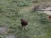 Chickens — عکس 4