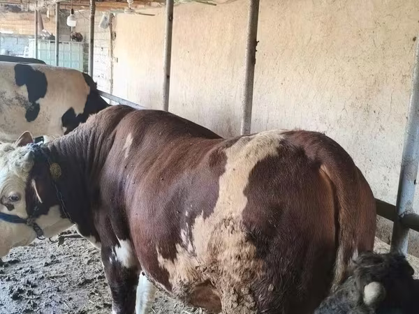 วัวตัวเมีย, Simmental cattle