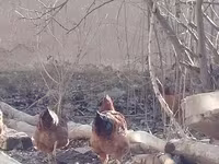 Chickens — 写真 4