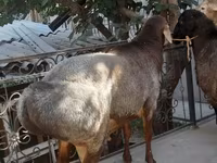แกะตัวผู้, Edilbay sheep — รูปภาพ 5