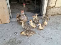 Ducks — foto 3